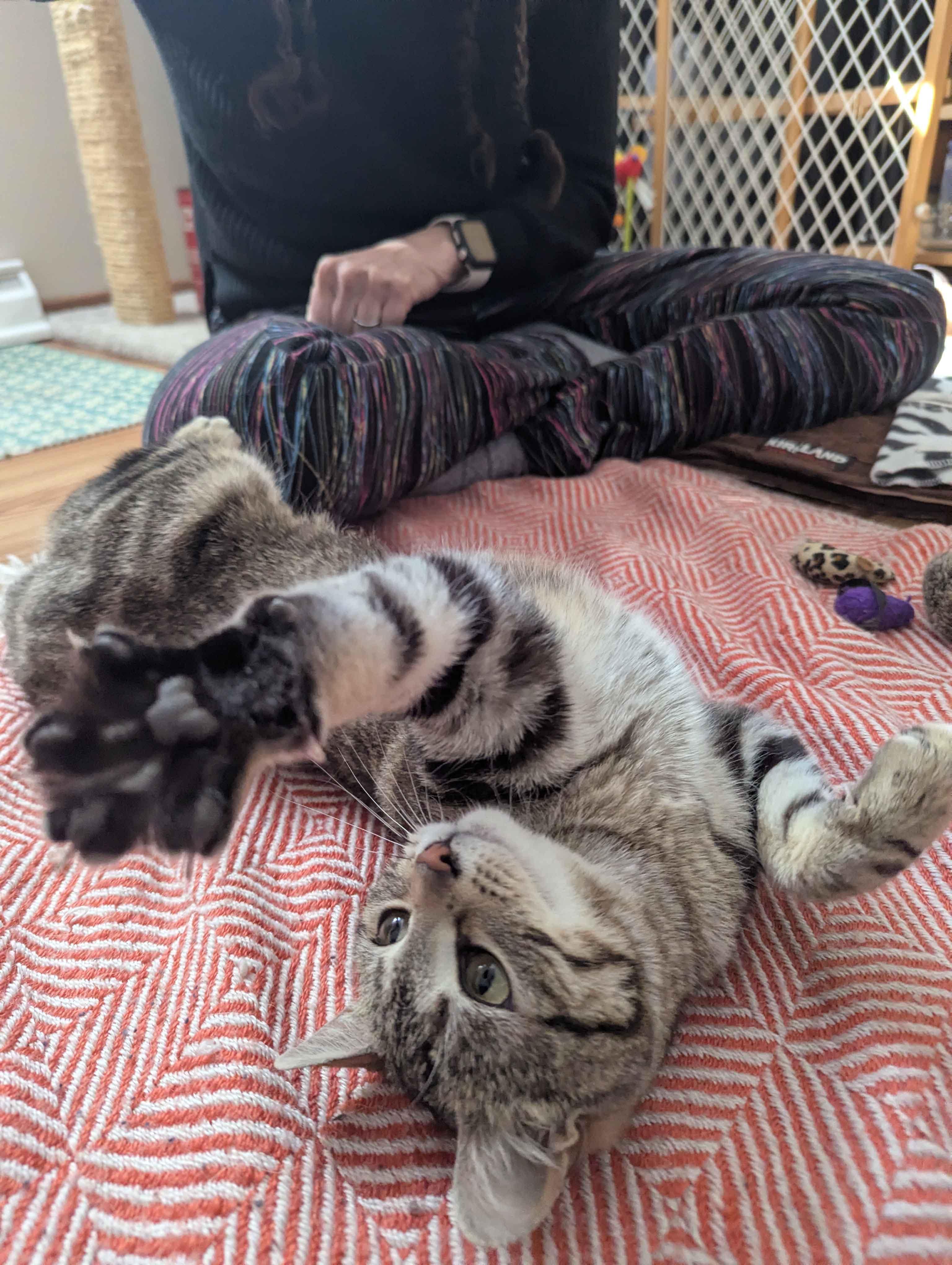 Denmark, adopted, Young Female Domestic Short Hair.