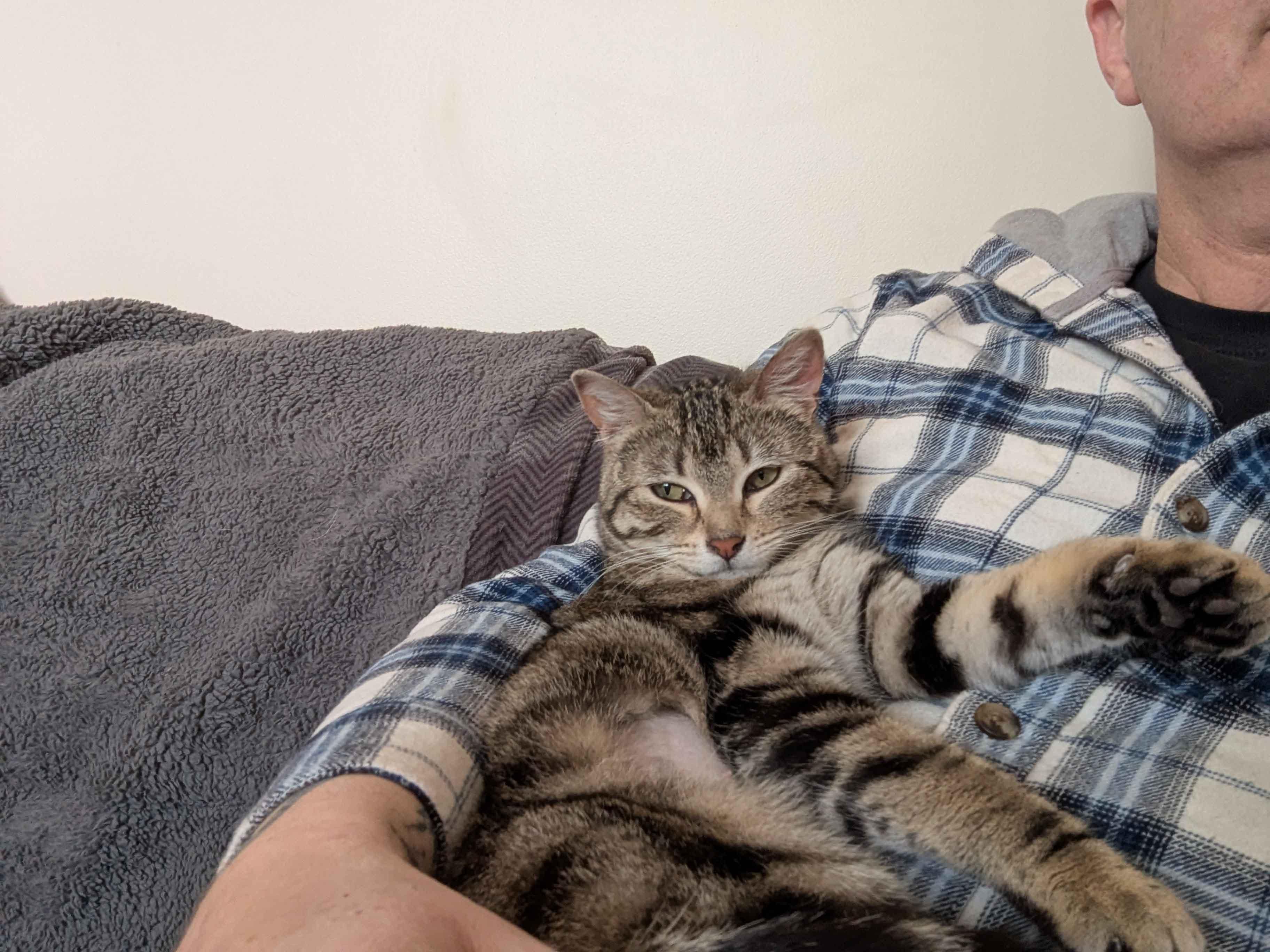 Enlarge Denmark, an adopted Domestic Short Hair in Calgary, AB image 2/6