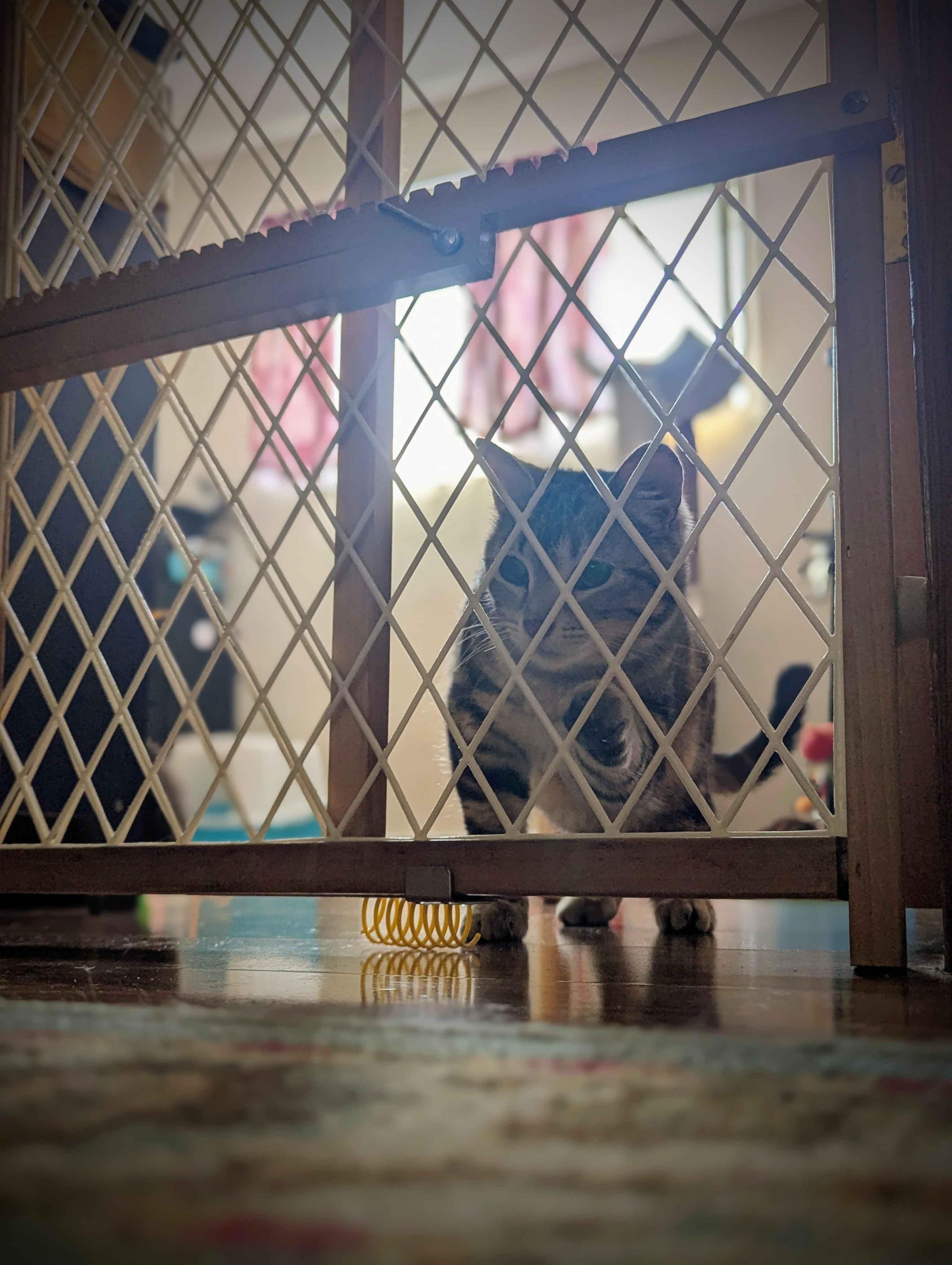 Enlarge Denmark, an adopted Domestic Short Hair in Calgary, AB image 4/6