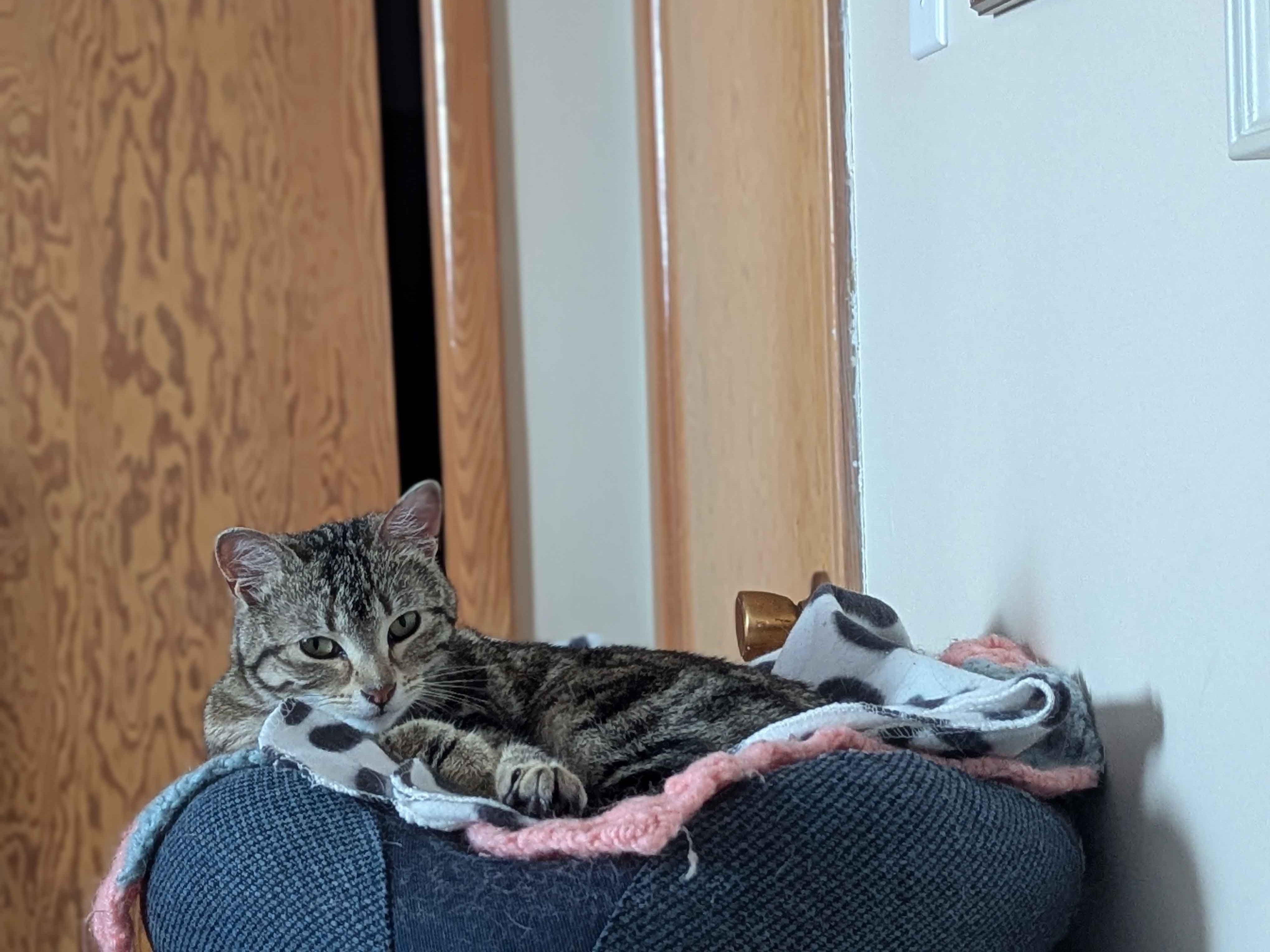 Enlarge Denmark, an adopted Domestic Short Hair in Calgary, AB image 6/6