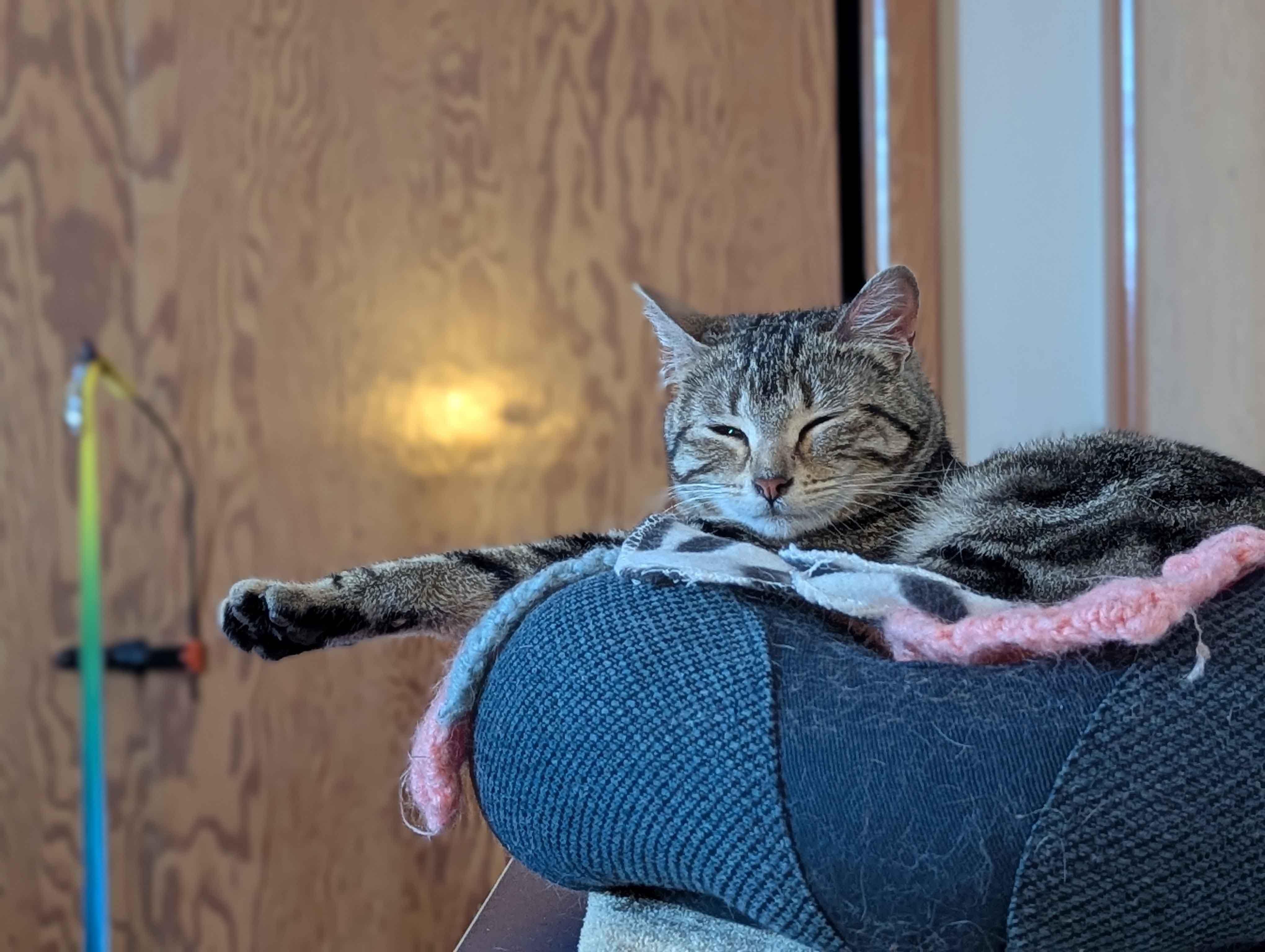 Enlarge Denmark, an adopted Domestic Short Hair in Calgary, AB image 5/6