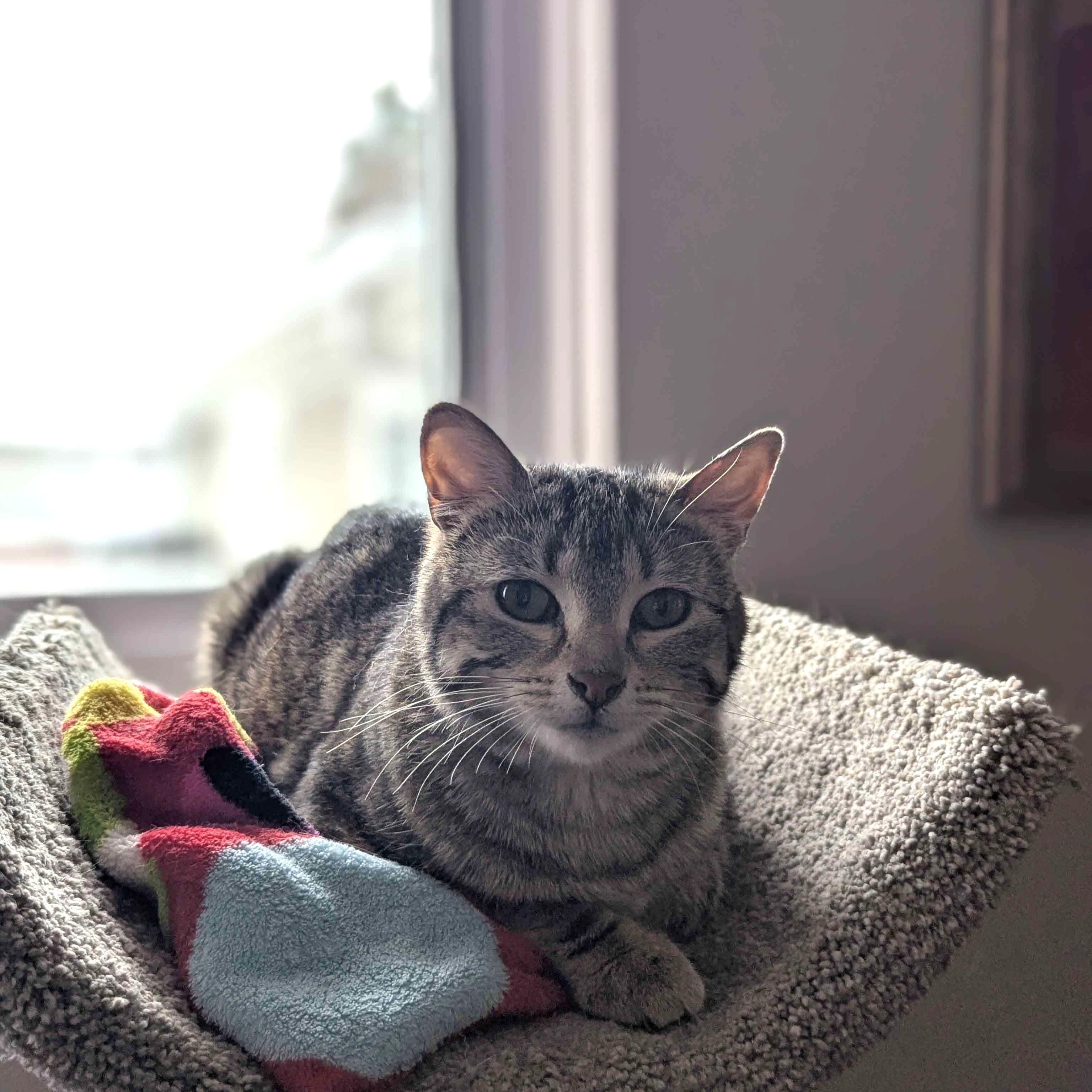 Enlarge Denmark, an adopted Domestic Short Hair in Calgary, AB image 3/6