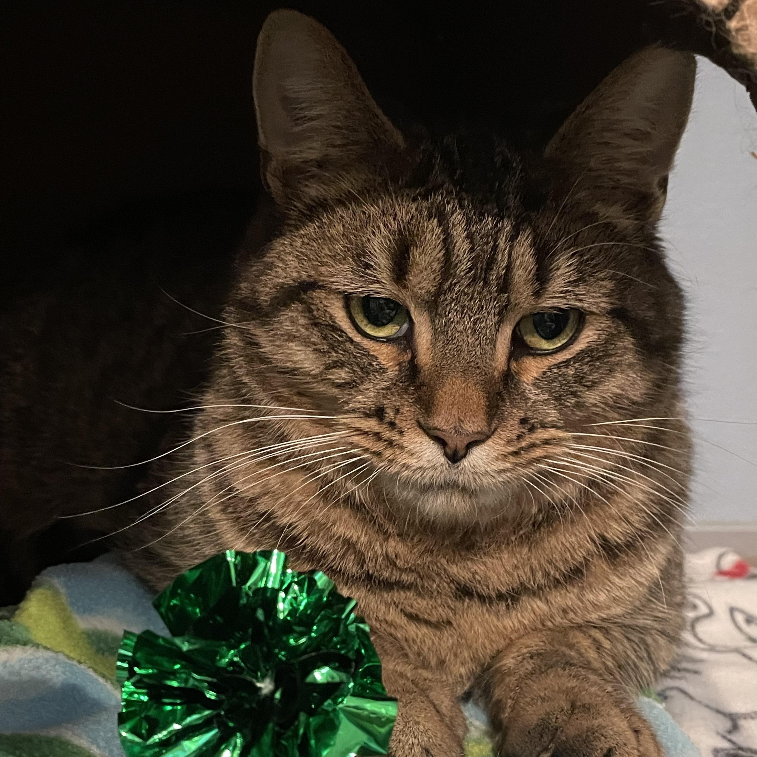 Enlarge Hennessy, a ADOPTABLE Domestic Short Hair in Renfrew, PA image 2/5