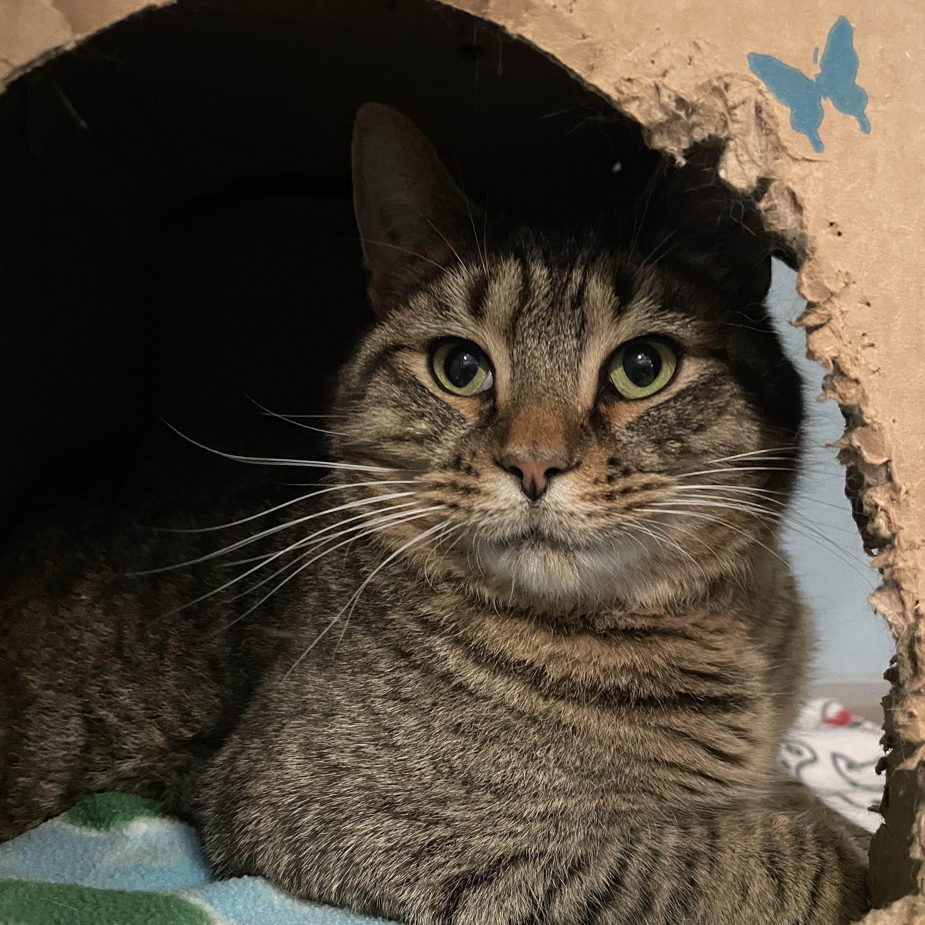 Hennessy, ADOPTABLE, Adult Male Domestic Short Hair.