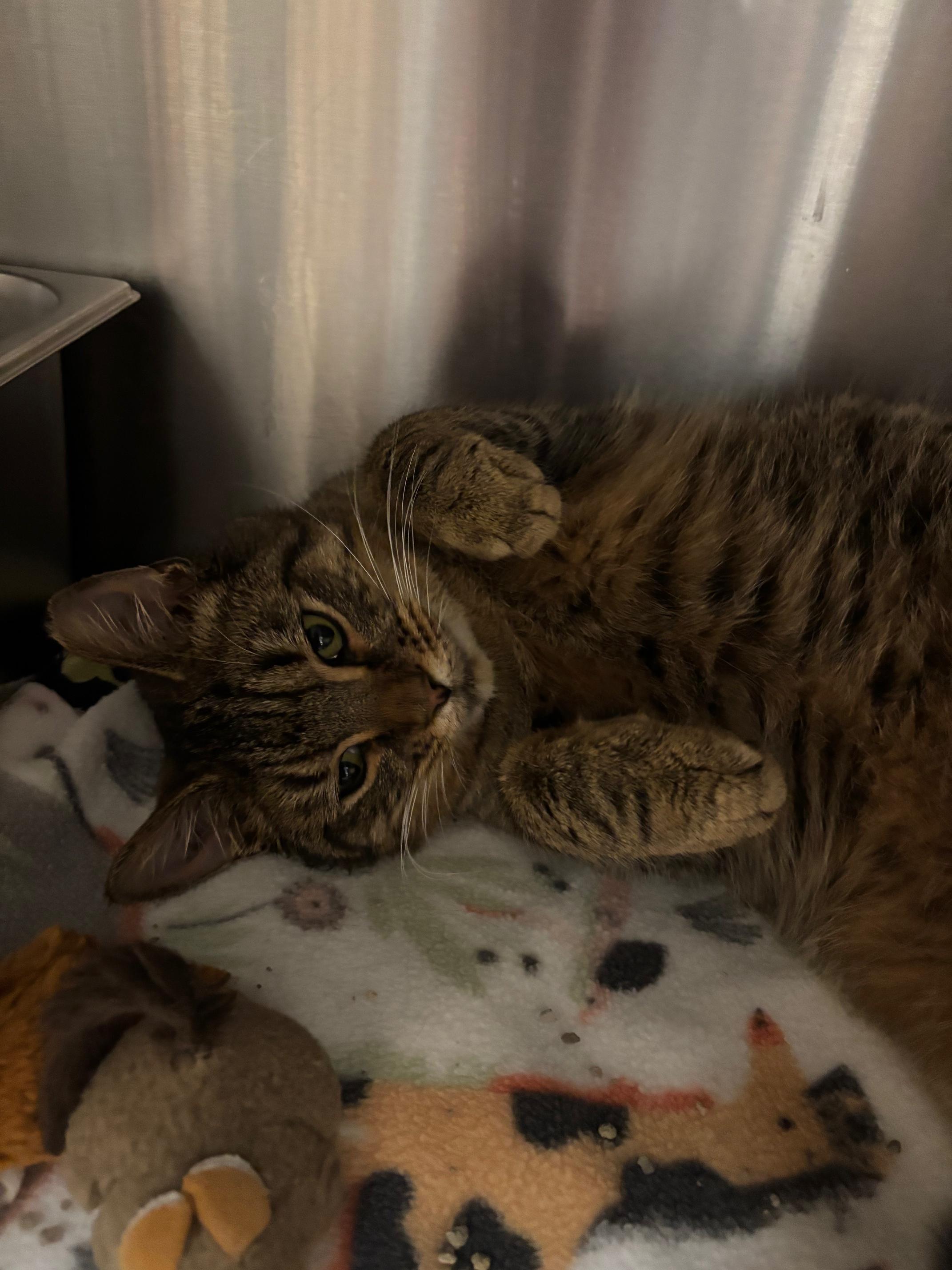 Enlarge Hennessy, a ADOPTABLE Domestic Short Hair in Renfrew, PA image 5/5