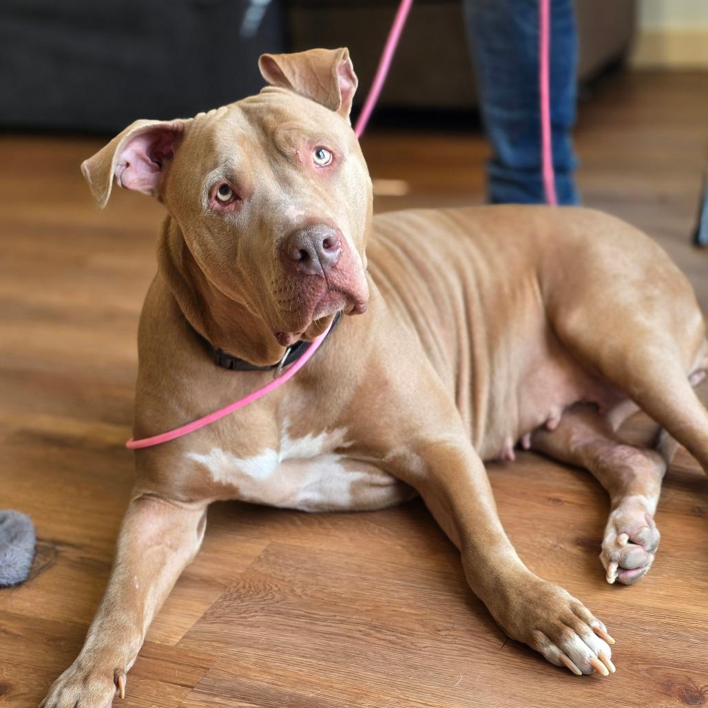 Enlarge Nova, a Adoptable mixed breed in Easton, PA image 1/6