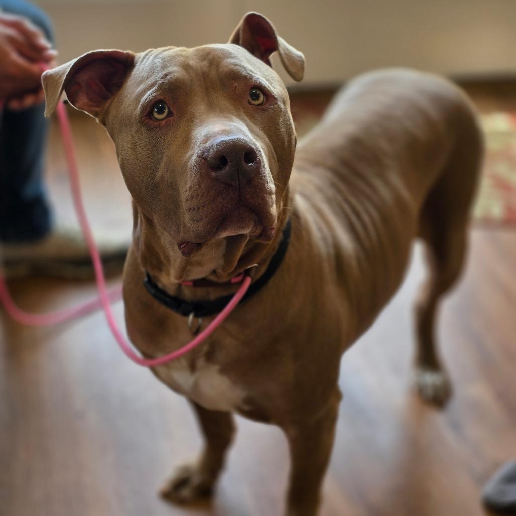 Enlarge Nova, a Adoptable mixed breed in Easton, PA image 3/6