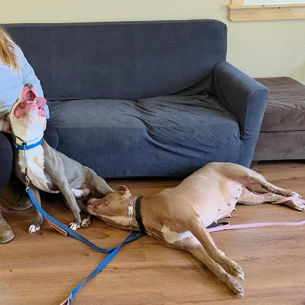 Enlarge Nova, a Adoptable mixed breed in Easton, PA image 4/6