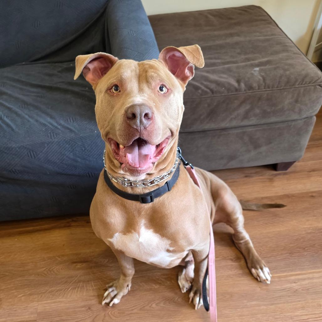 Enlarge Nova, a Adoptable mixed breed in Easton, PA image 5/6