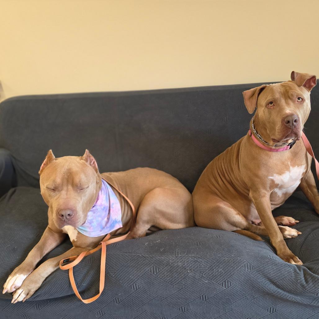 Enlarge Nova, a Adoptable mixed breed in Easton, PA image 6/6