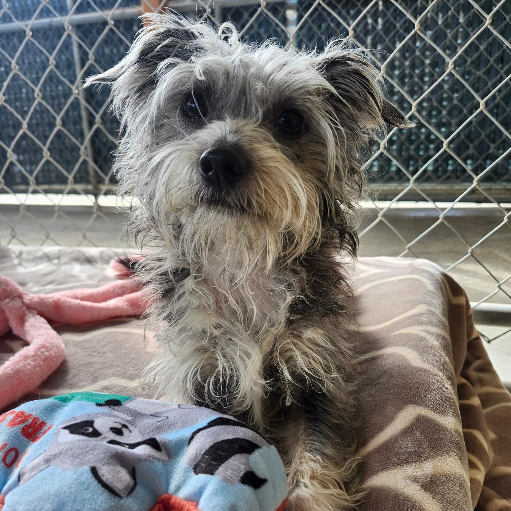 BARLEY, adopted, Puppy Male Schnauzer & Yorkshire Terrier.