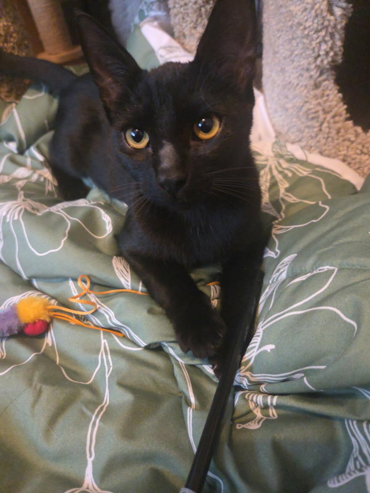 Jasmine, Adoptable, Kitten Female Bombay & Domestic Short Hair.