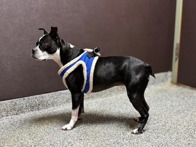 Bindy Blue-4559NC, a Adoptable Boston Terrier in Maryville, TN image 1/4