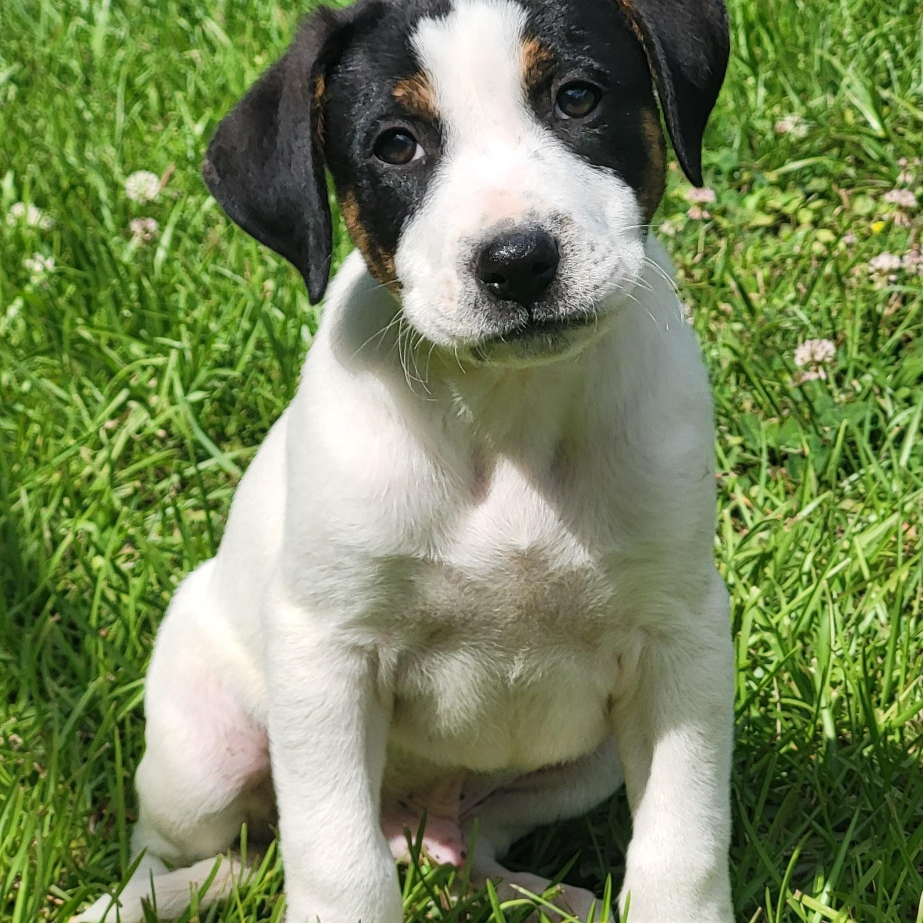 Enlarge Moe, a ADOPTABLE mixed breed in Marion, MS image 1/1