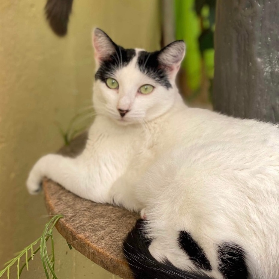 Enlarge Wednesday, a Adoptable Domestic Short Hair in St. George, UT image 8/12