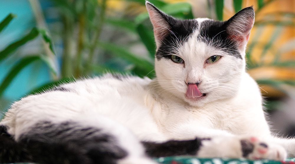 Enlarge Wednesday, a Adoptable Domestic Short Hair in St. George, UT image 9/12