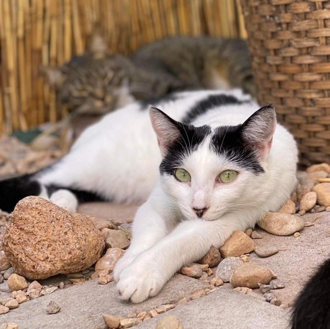 Enlarge Wednesday, a Adoptable Domestic Short Hair in St. George, UT image 10/12