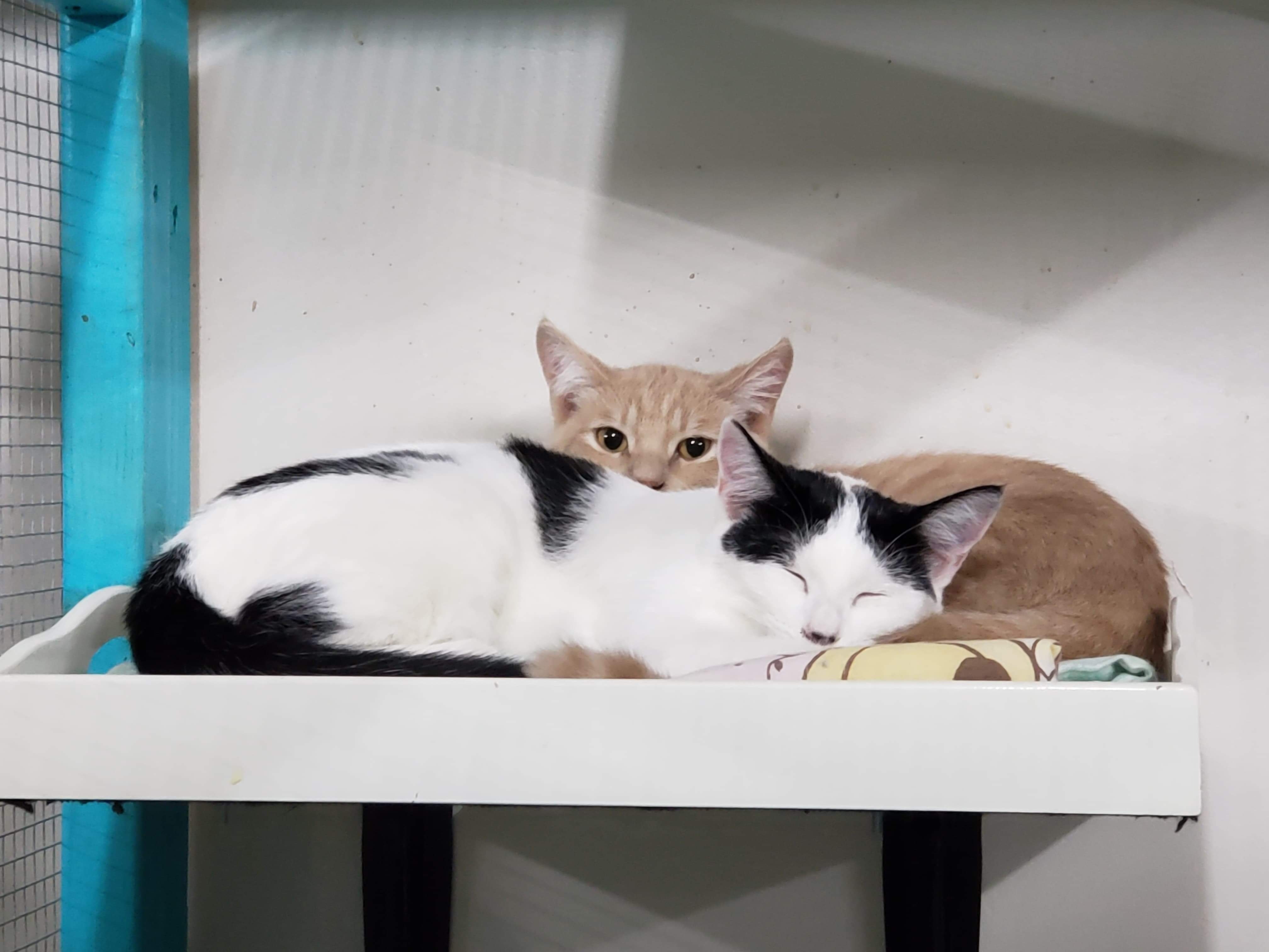 Enlarge Wednesday, a Adoptable Domestic Short Hair in St. George, UT image 11/12