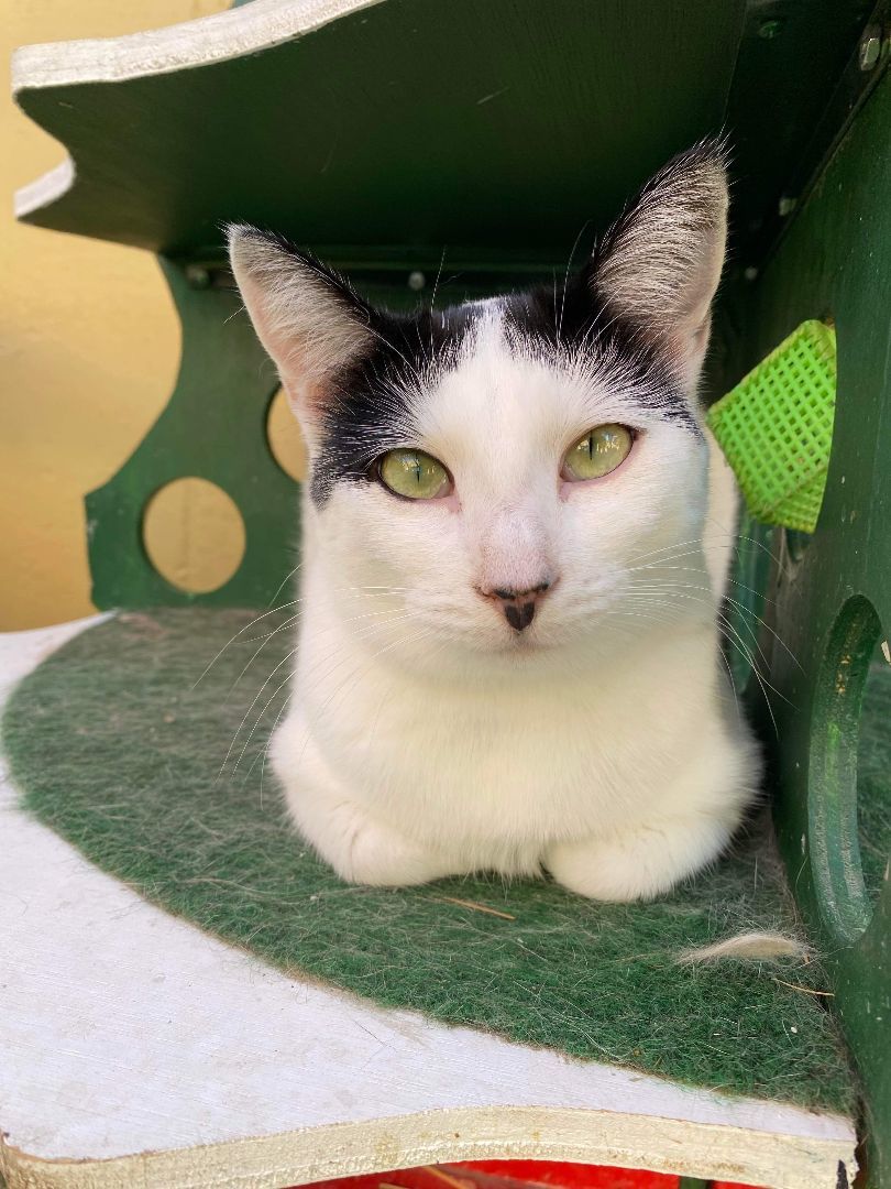 Enlarge Wednesday, a Adoptable Domestic Short Hair in St. George, UT image 12/12