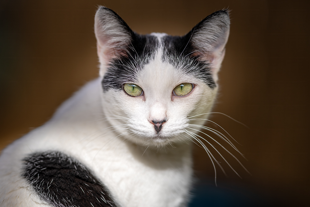 Wednesday, Adoptable, Young Female Domestic Short Hair.