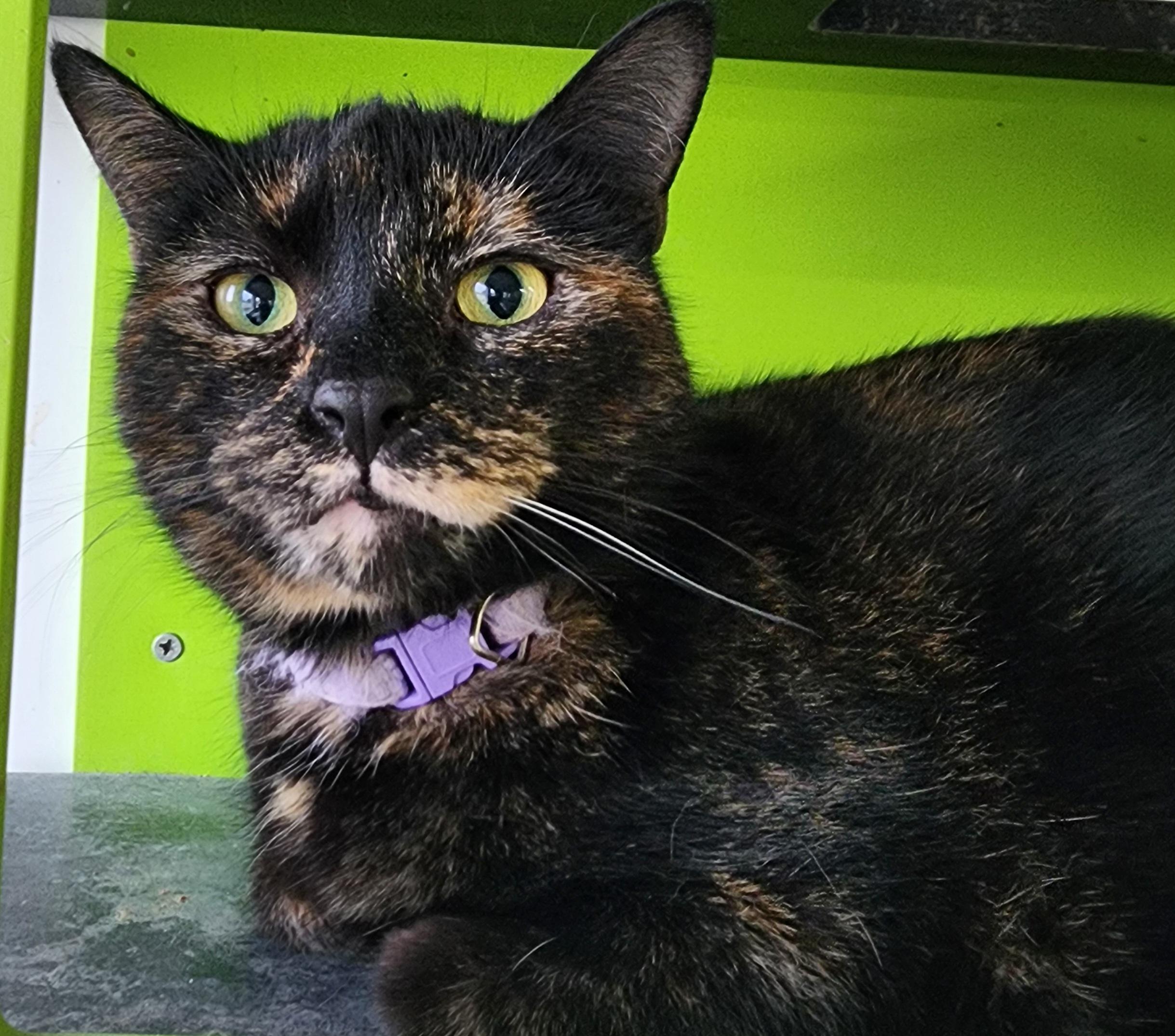Enlarge S'mores, a Adoptable Tortoiseshell in Tama, IA image 1/2