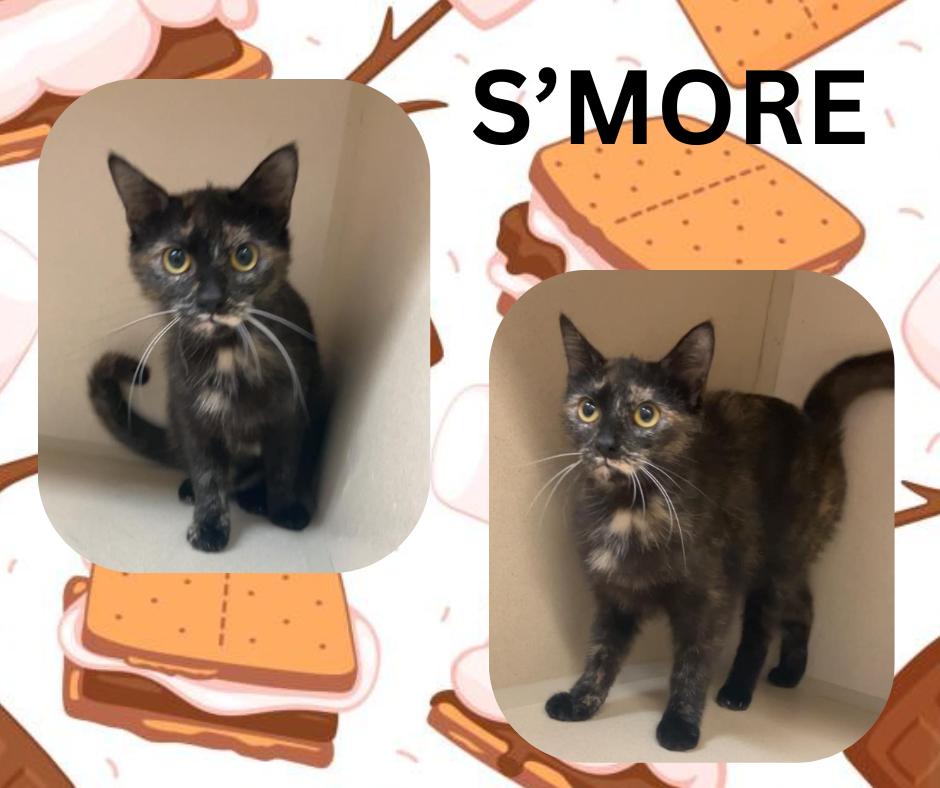 Enlarge S'mores, a Adoptable Tortoiseshell in Tama, IA image 1/1