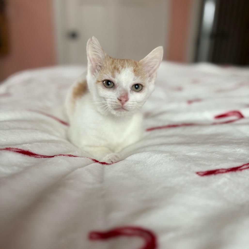 Figgy Pudding, Adoptable, Kitten Male Domestic Short Hair.