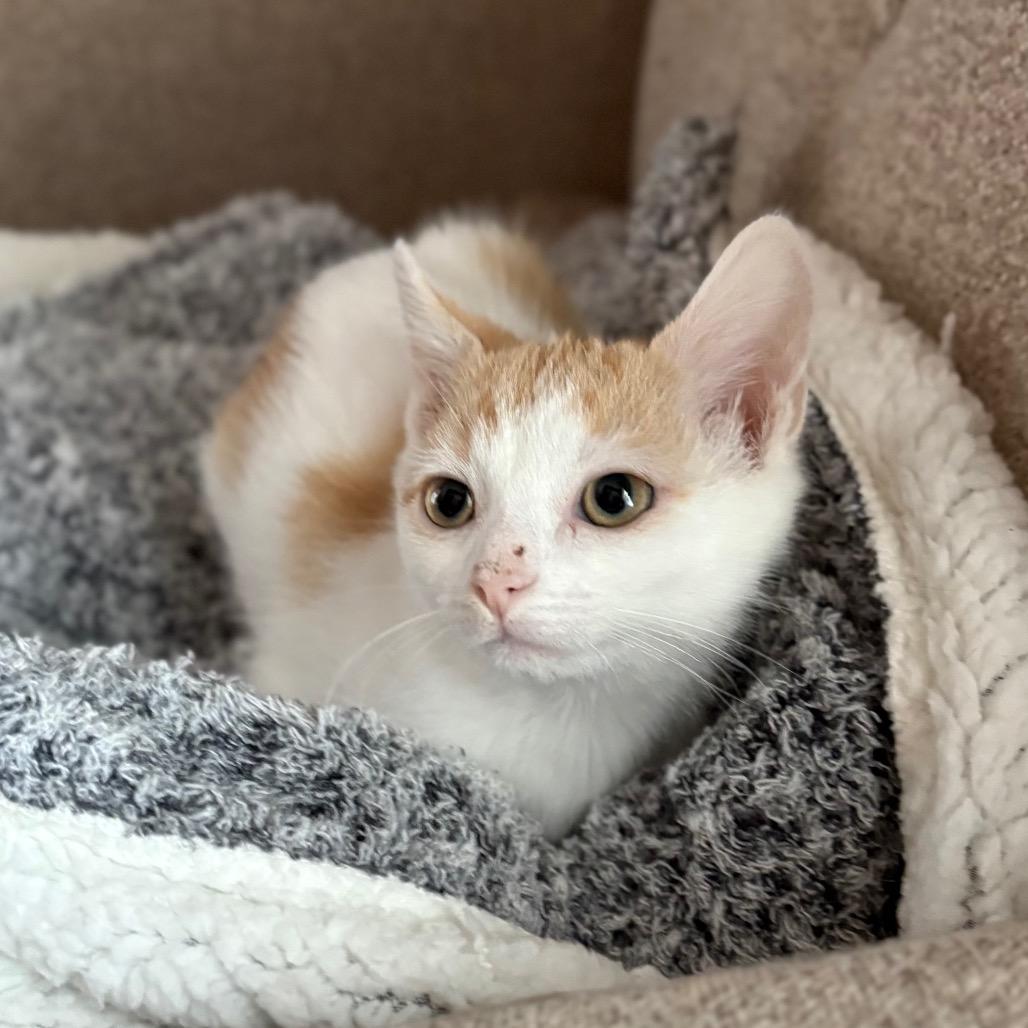 Enlarge Figgy Pudding, a Adoptable Domestic Short Hair in Lexington, KY image 2/5