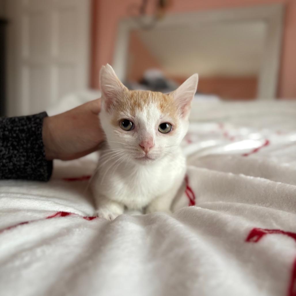 Enlarge Figgy Pudding, a Adoptable Domestic Short Hair in Lexington, KY image 3/5