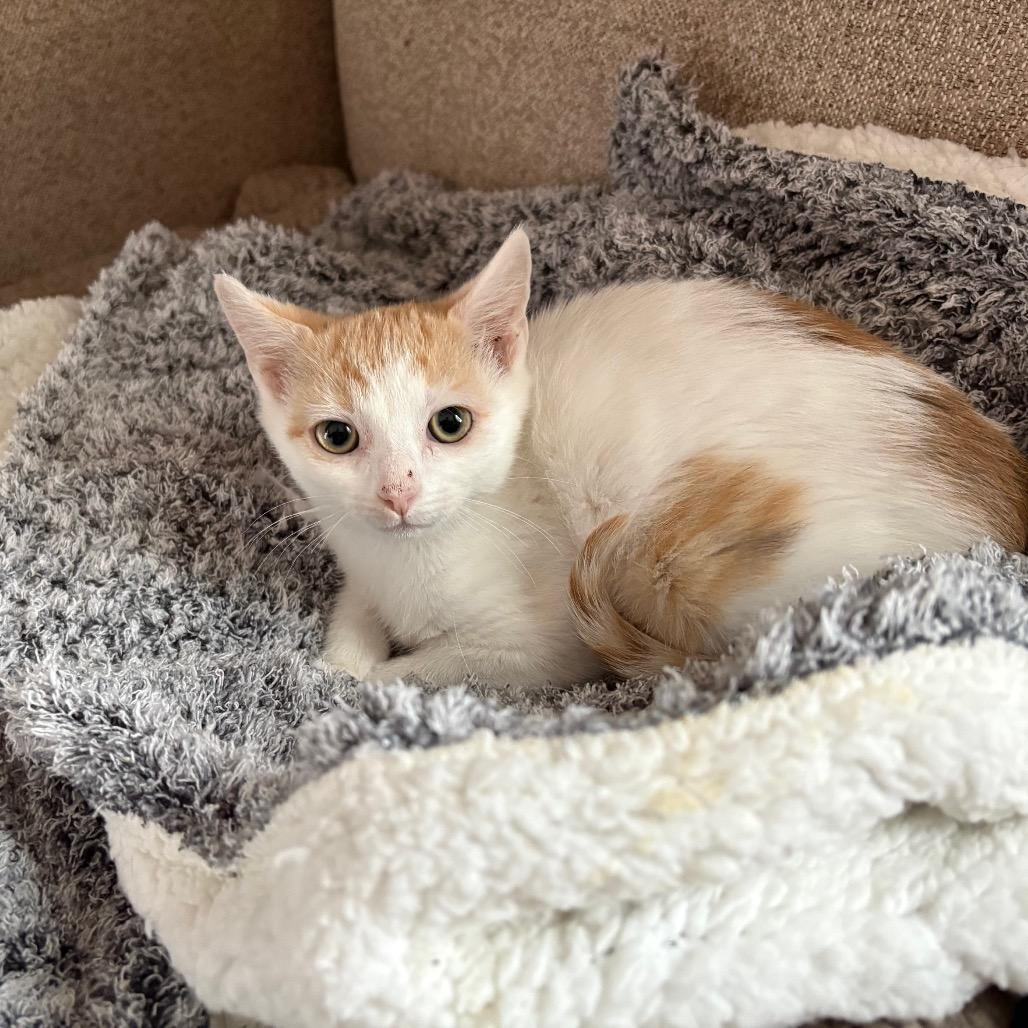 Enlarge Figgy Pudding, a Adoptable Domestic Short Hair in Lexington, KY image 4/5