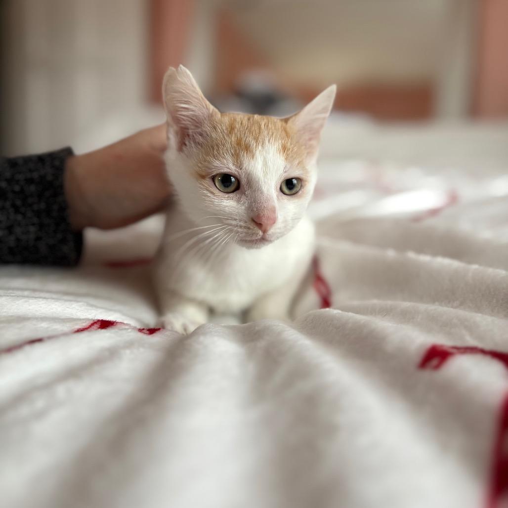 Enlarge Figgy Pudding, a Adoptable Domestic Short Hair in Lexington, KY image 5/5