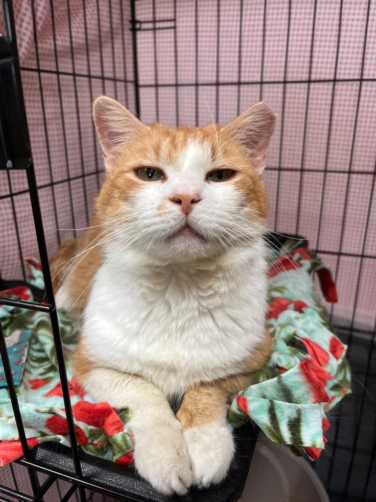 Pickle Chip, Adoptable, Adult Male Domestic Short Hair.