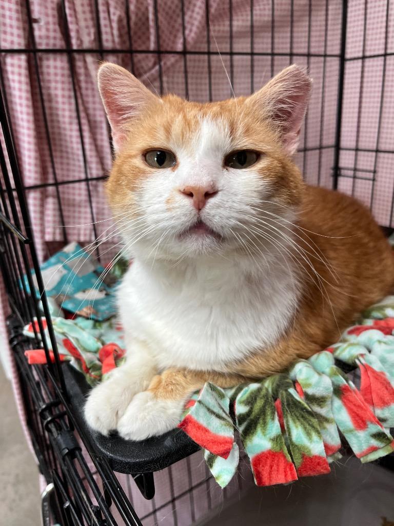 Enlarge Pickle Chip, a Adoptable mixed breed in Cincinnati, OH image 3/4