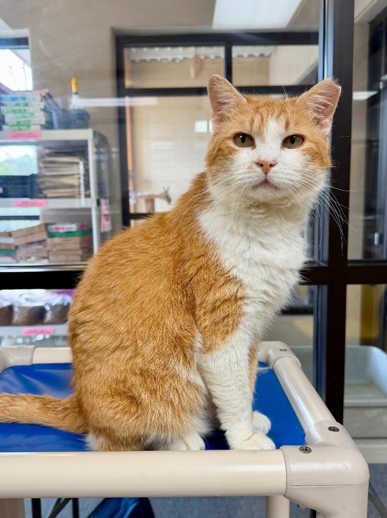 Enlarge Pickle Chip, a Adoptable mixed breed in Cincinnati, OH image 4/4