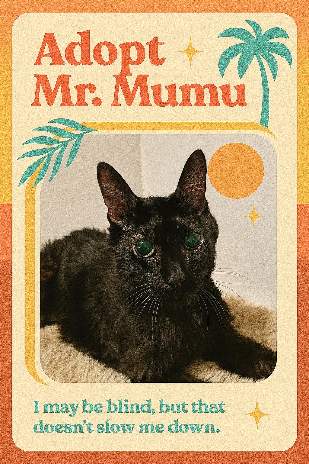 Mr. Mumu (Blind Buddy), Adopted, Adult Male Domestic Short Hair.