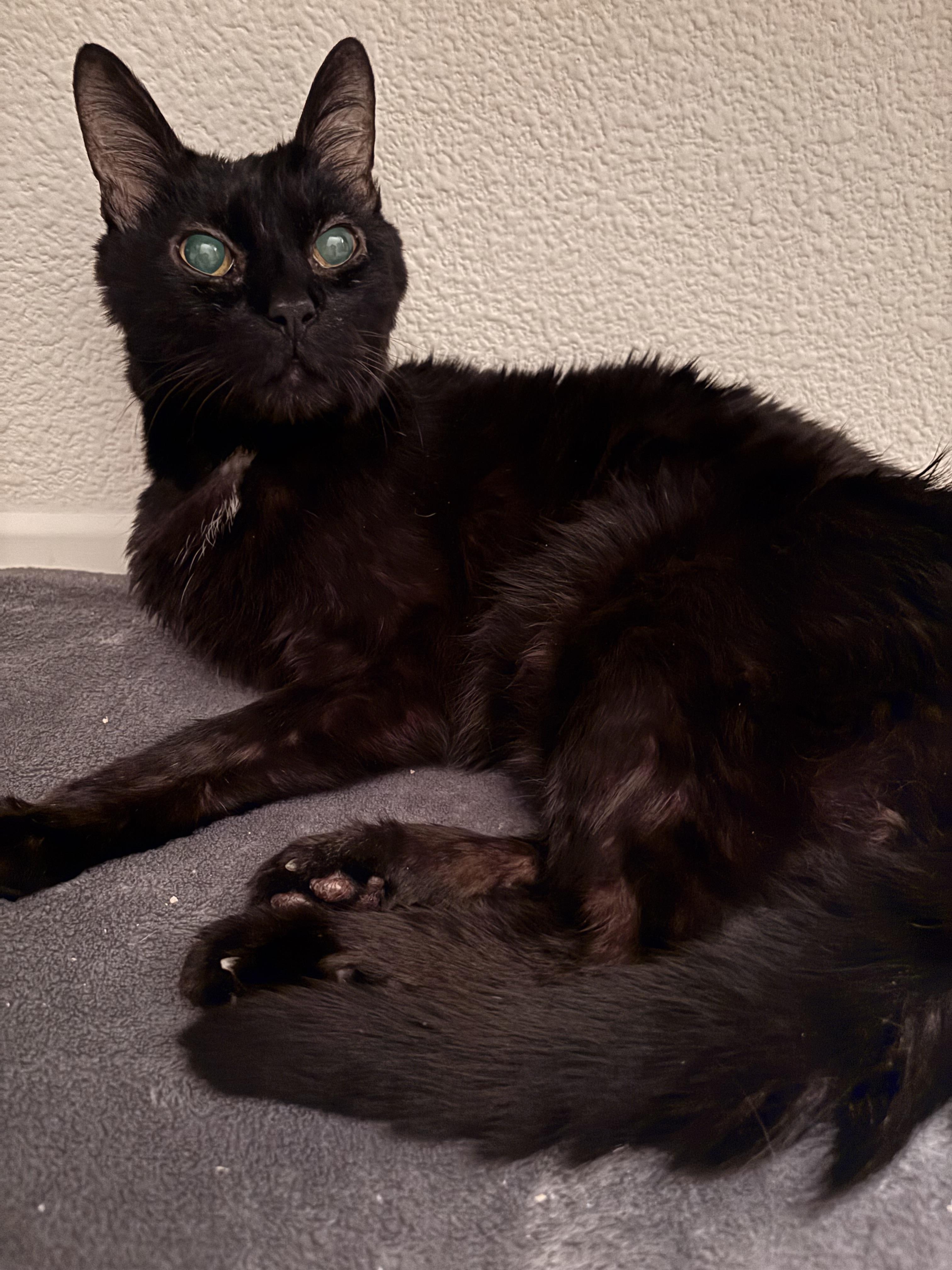 Enlarge Mr. Mumu (Blind Buddy), a Adopted Domestic Short Hair in La Quinta, CA image 2/4