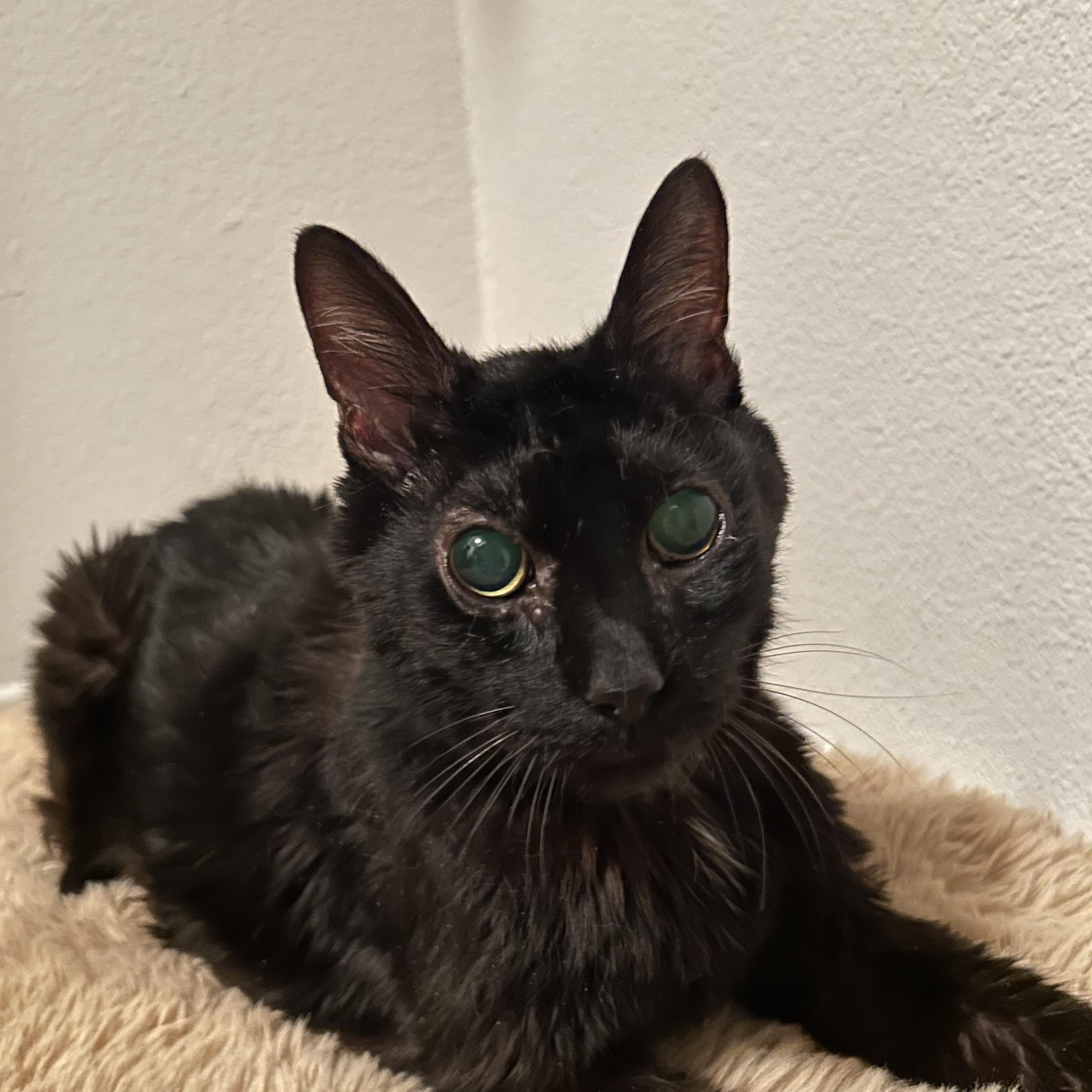 Enlarge Mr. Mumu (Blind Buddy), a Adopted Domestic Short Hair in La Quinta, CA image 4/4