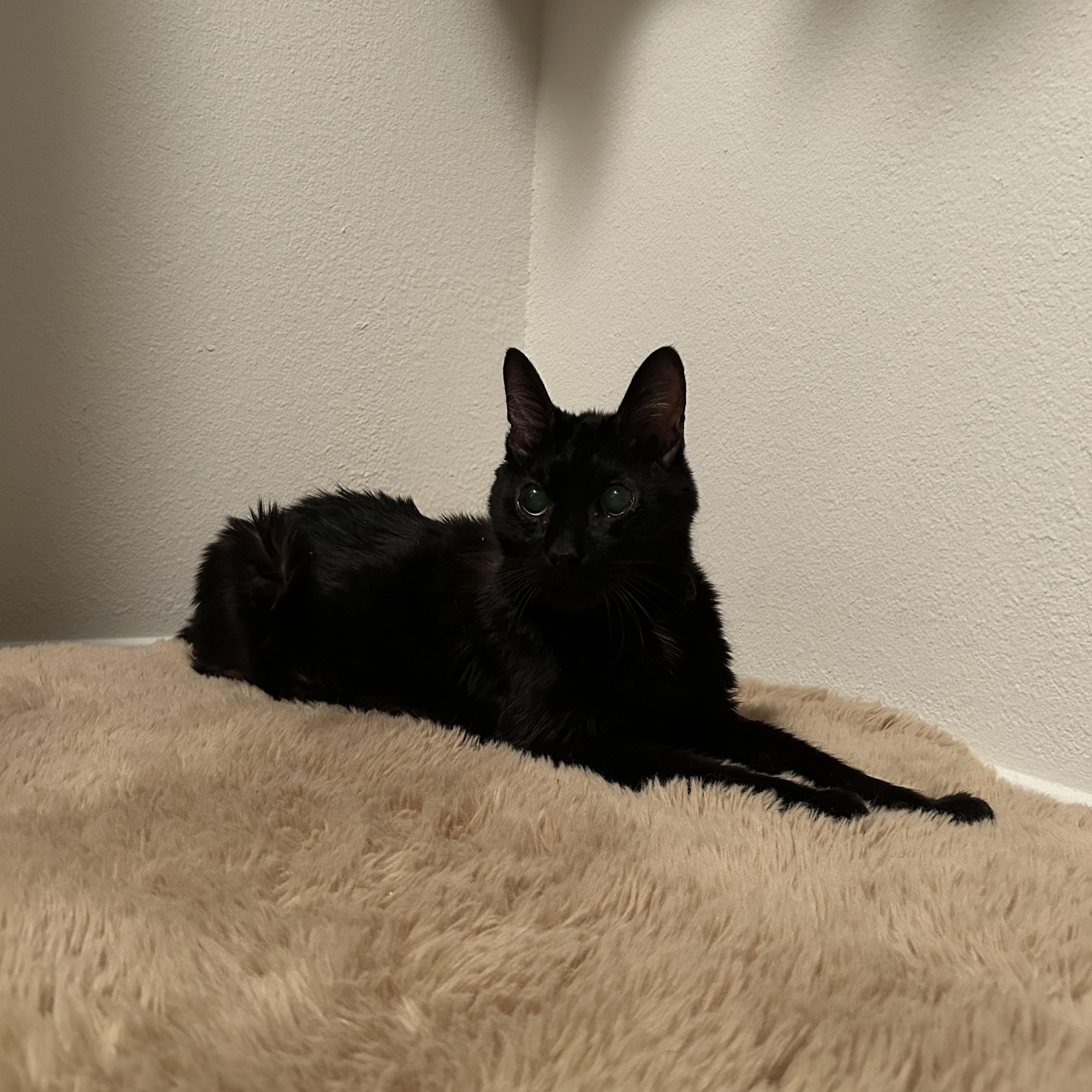 Enlarge Mr. Mumu (Blind Buddy), a Adopted Domestic Short Hair in La Quinta, CA image 3/4