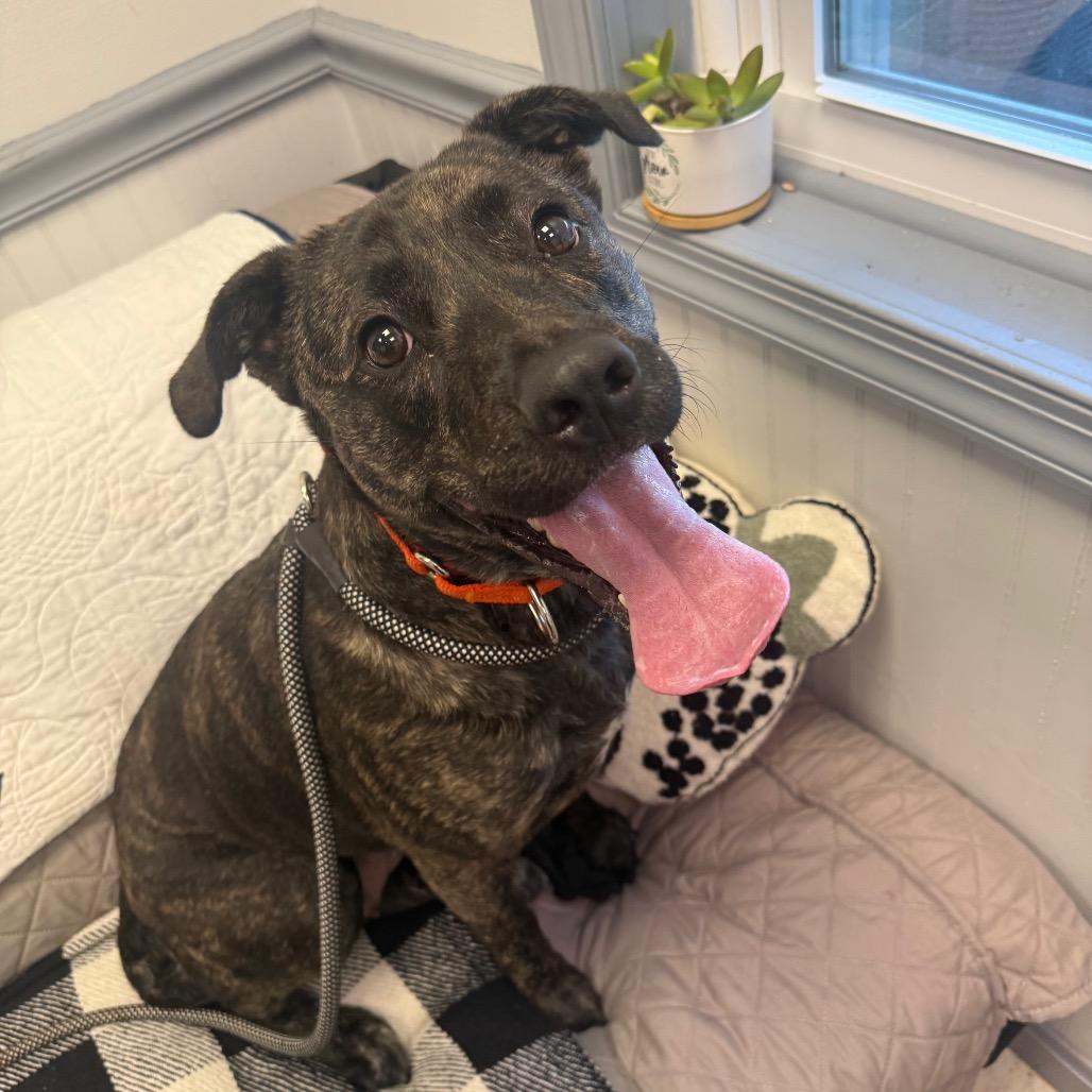 Mindy-IN FOSTER, a Adoptable mixed breed in Birdsboro, PA image 1/6