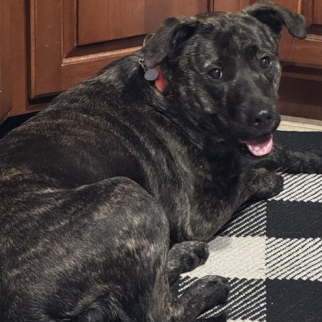 Mindy-IN FOSTER, a Adoptable mixed breed in Birdsboro, PA image 2/6