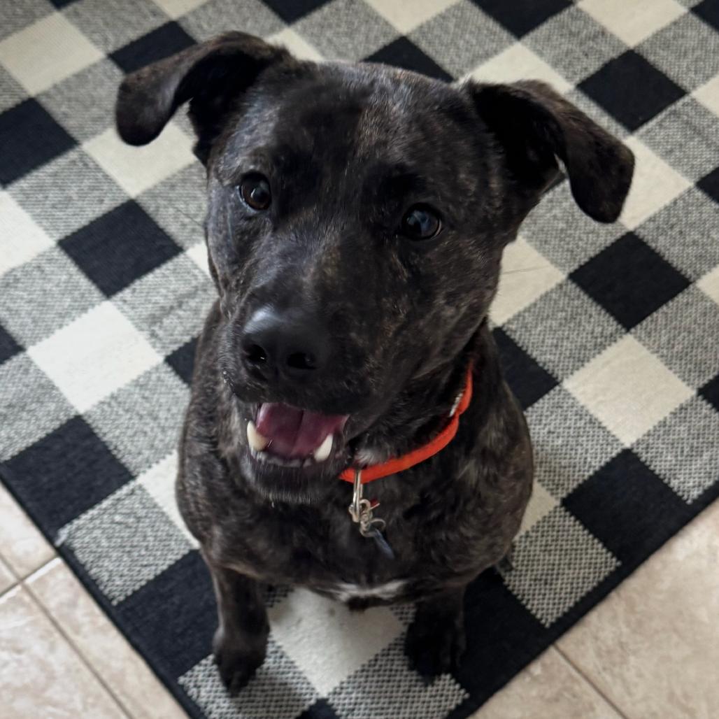 Mindy-IN FOSTER, a Adoptable mixed breed in Birdsboro, PA image 3/6