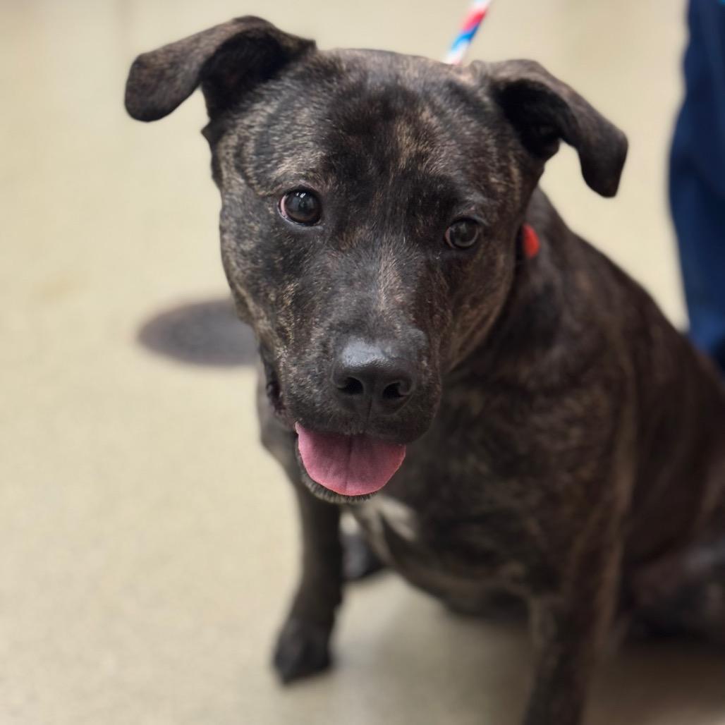 Mindy-IN FOSTER, a Adoptable mixed breed in Birdsboro, PA image 4/6