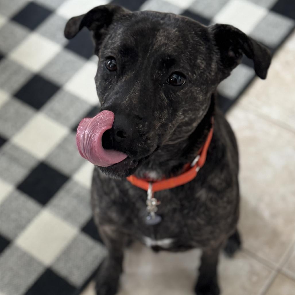 Mindy-IN FOSTER, a Adoptable mixed breed in Birdsboro, PA image 5/6