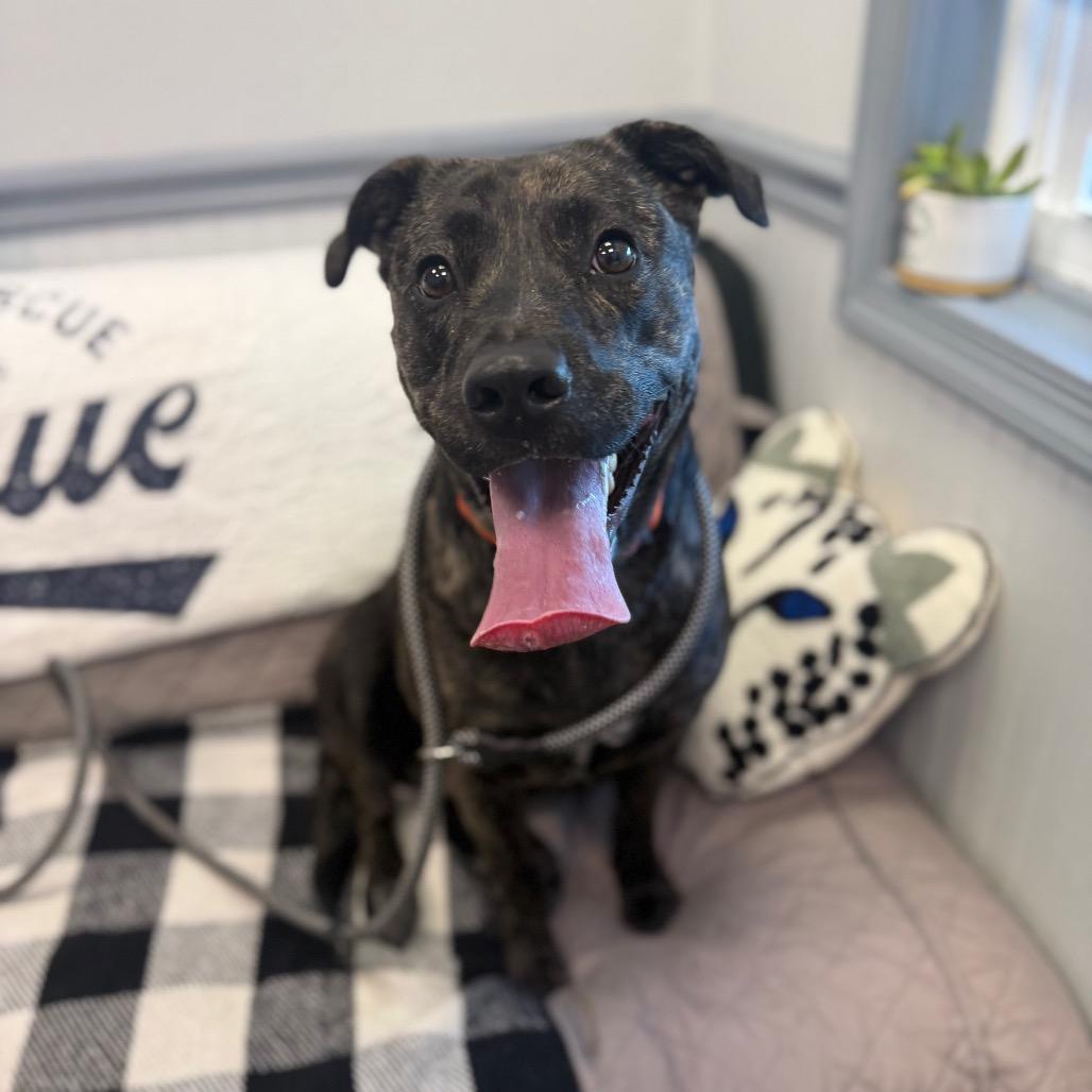 Mindy-IN FOSTER, a Adoptable mixed breed in Birdsboro, PA image 6/6