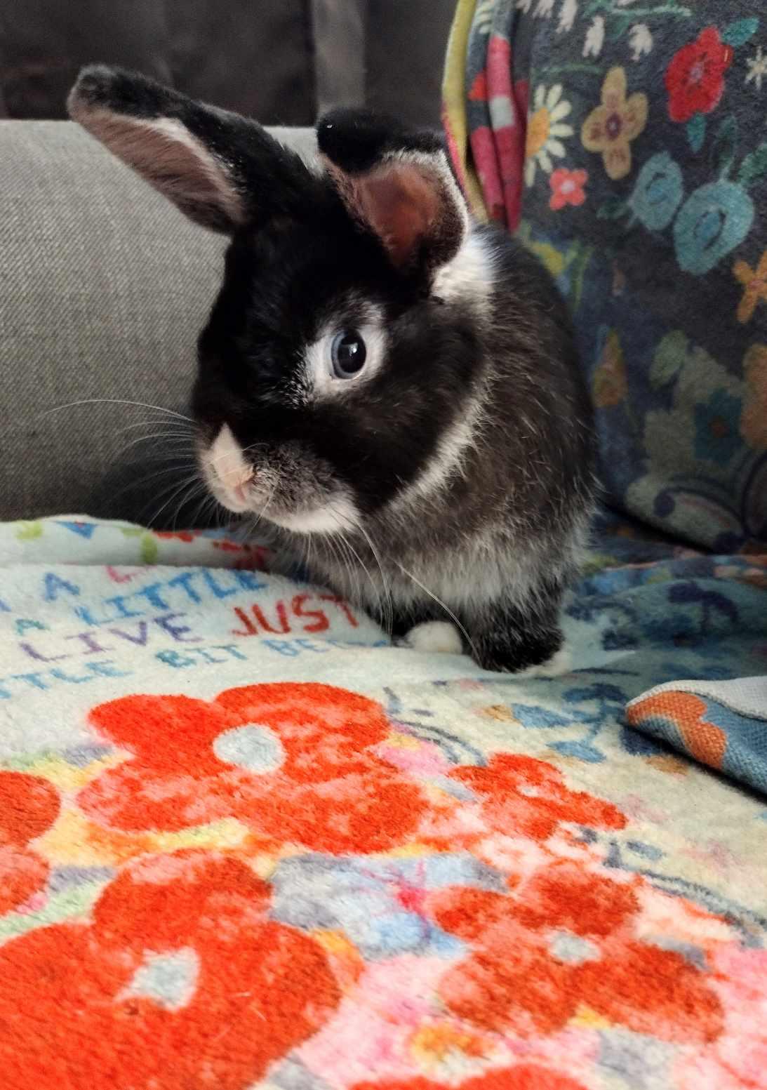 Nebula - Netherland Dwarf/Lop Bunny, Adopted, Young Female Netherland Dwarf & Mini Lop.
