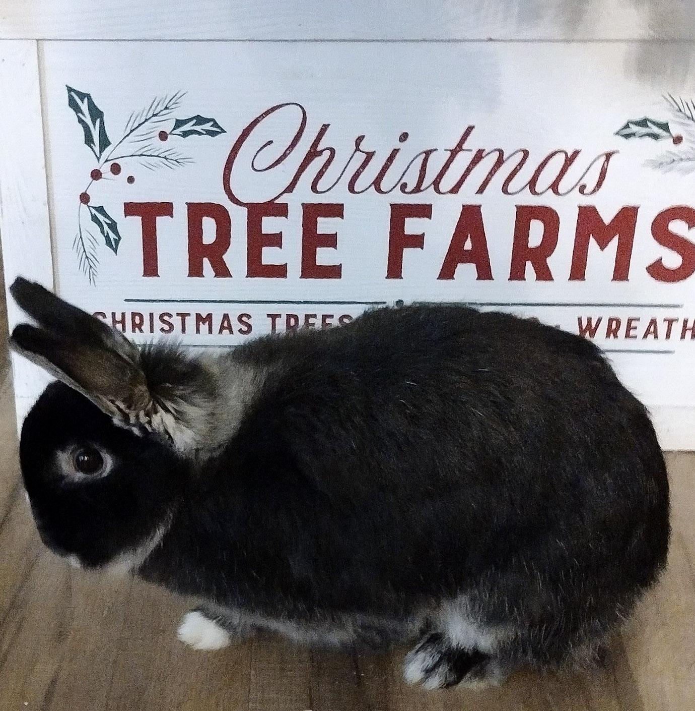 Enlarge Nebula - Netherland Dwarf/Lop Bunny, a Adopted mixed breed in Logan, UT image 2/3