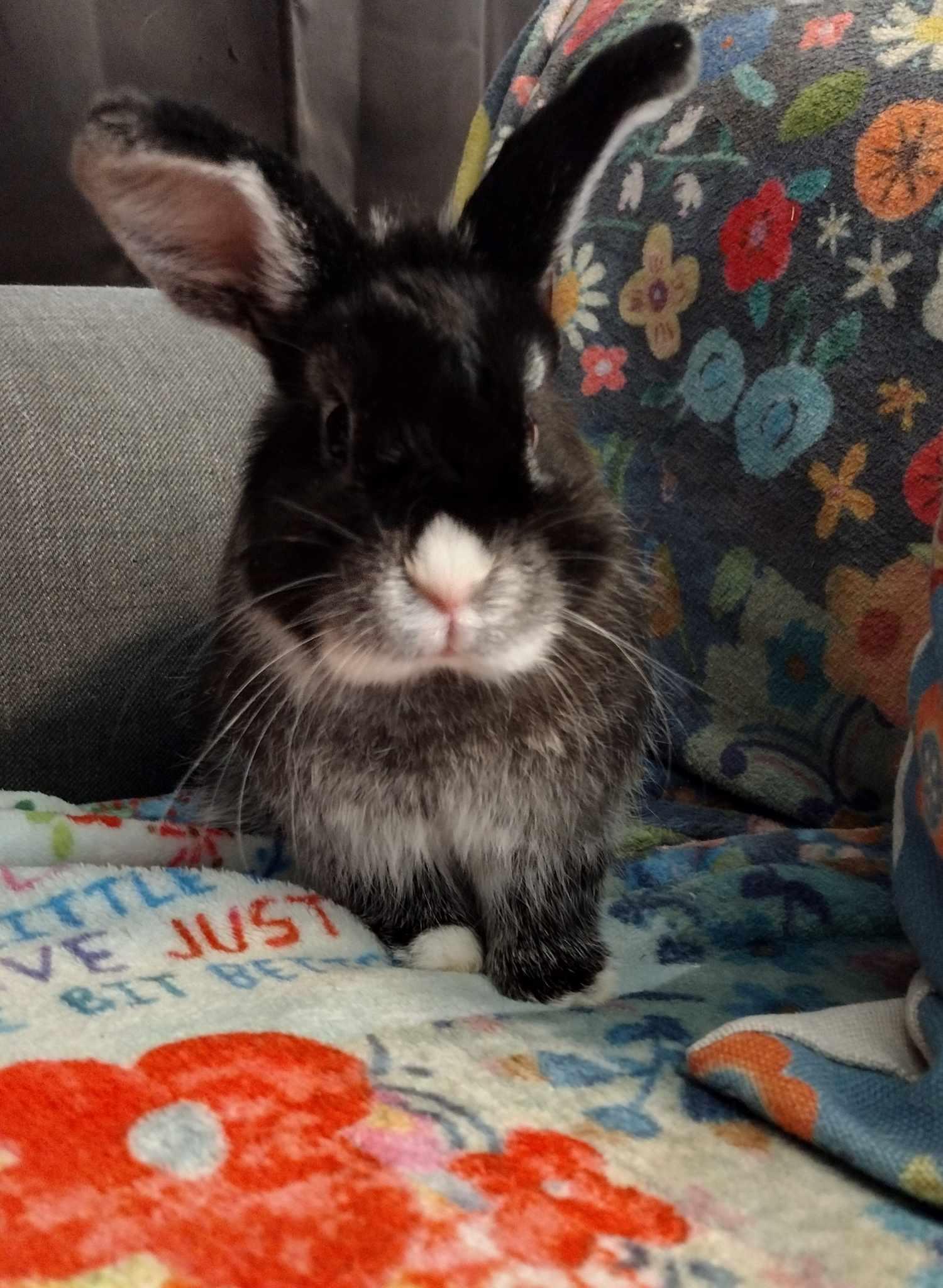 Enlarge Nebula - Netherland Dwarf/Lop Bunny, a Adopted mixed breed in Logan, UT image 3/3
