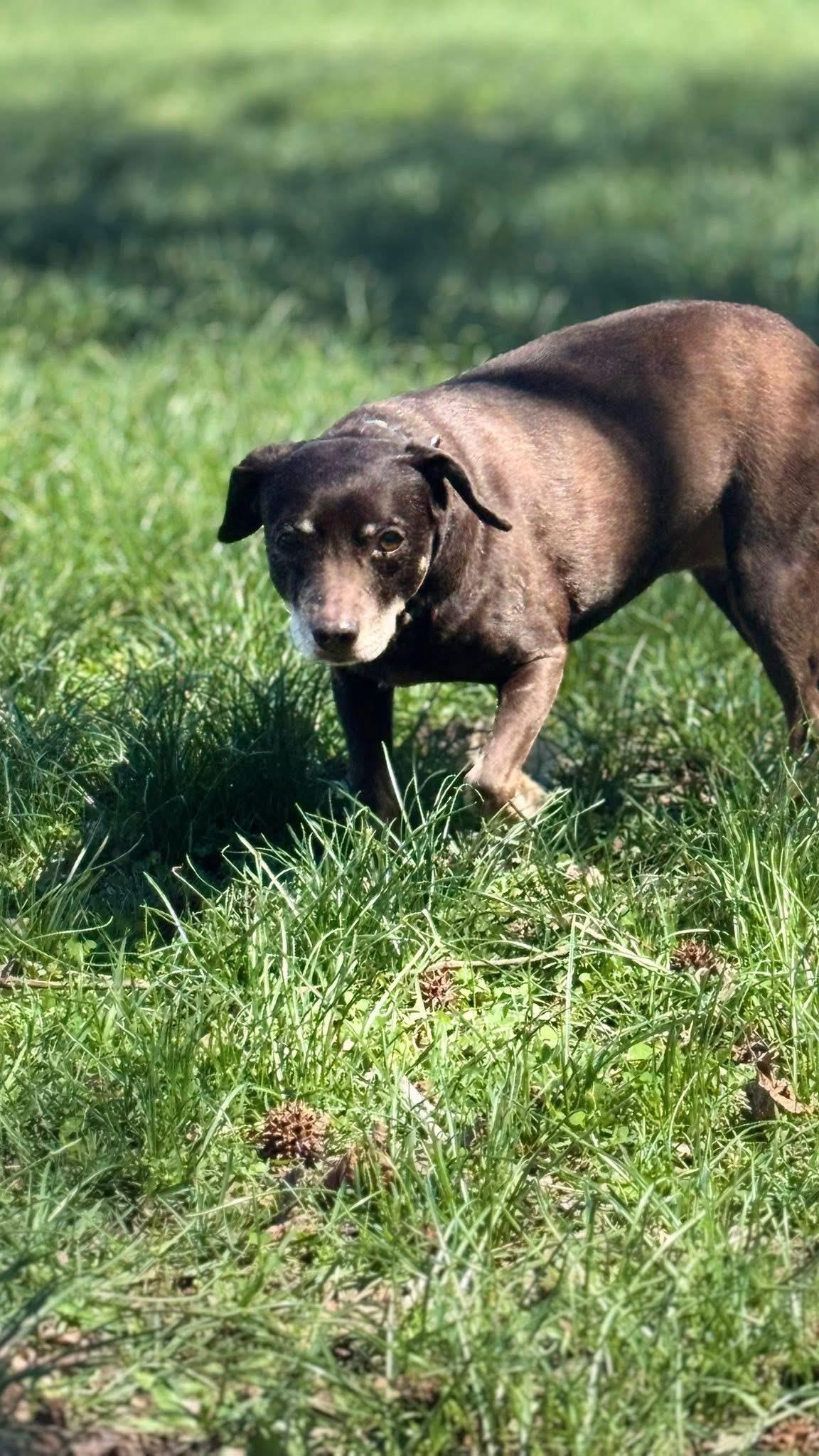 Enlarge Mimi, a Adoptable Miniature Pinscher in Woodlawn, TN image 6/6