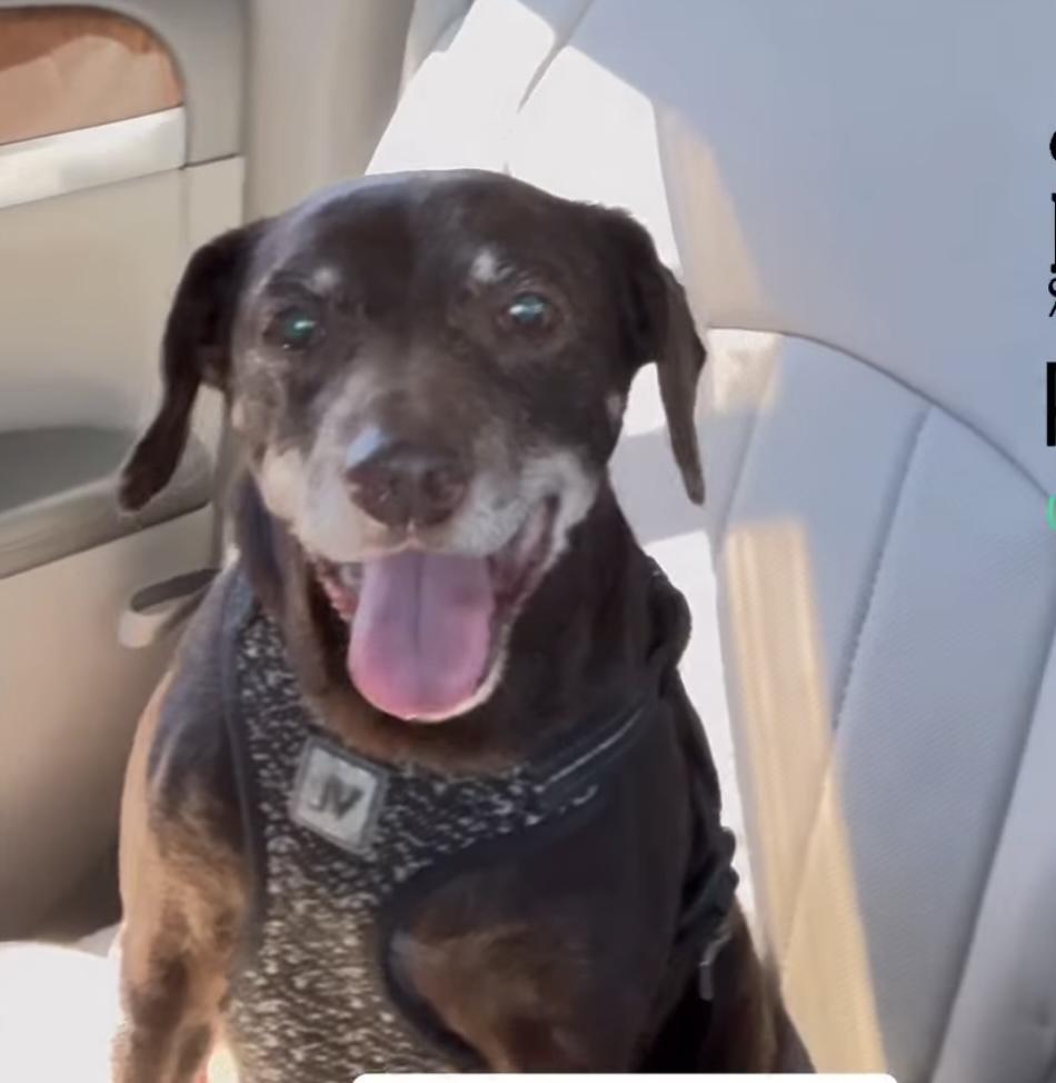 Mimi, Adoptable, Senior Female Miniature Pinscher.