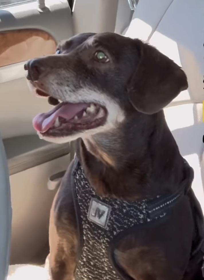 Enlarge Mimi, a Adoptable Miniature Pinscher in Woodlawn, TN image 3/4